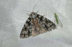 Acronicta marmorata