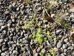 Ranunculus sessiliflorus