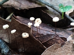 Marasmius rotula