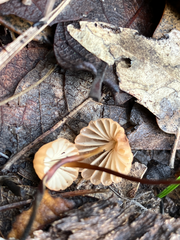 Marasmius