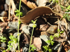 Ranunculus sessiliflorus