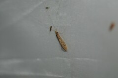 Oecetis