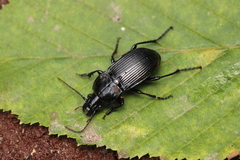 Abax carinatus