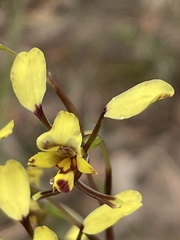 Diuris maculata