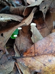 Marasmius rotula