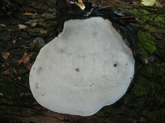 Ganoderma australe