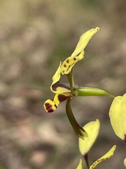 Diuris maculata