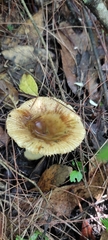 Russula foetens