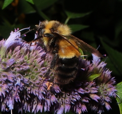 Bombus affinis
