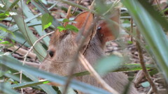 Mazama gouazoubira