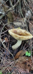 Russula foetens