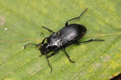Abax carinatus