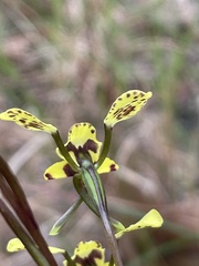 Diuris maculata