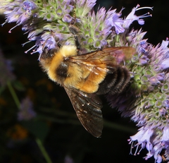 Bombus affinis