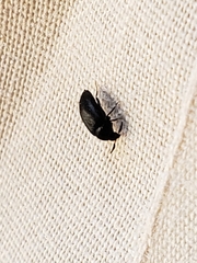 Attagenus schaefferi