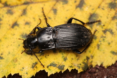 Abax carinatus
