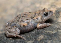 Uperoleia laevigata