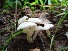 Lactocollybia