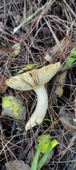 Russula foetens