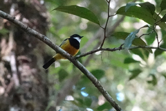 Pachycephala schlegelii