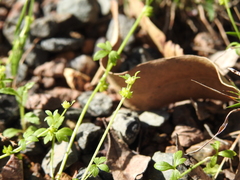 Ranunculus sessiliflorus