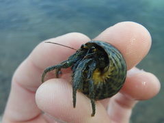 Clibanarius longitarsus