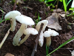 Lactocollybia