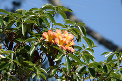 Rhododendron zoelleri