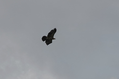 Aquila gurneyi