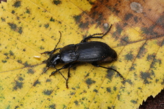 Abax carinatus