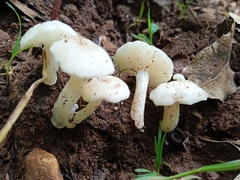 Lactocollybia