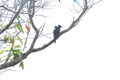 Peltops montanus