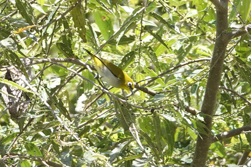 Zosterops novaeguineae, 2022-06-30