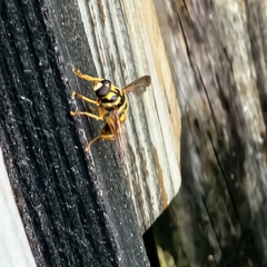 Milesia virginiensis