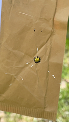 Gasteracantha cancriformis