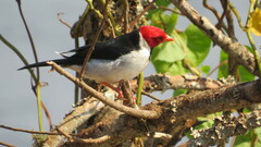Paroaria capitata