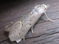 Schrankia separatalis