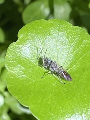 Crabroninae