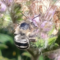 Anthophora