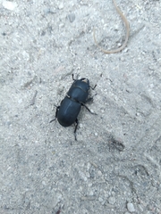 Dorcus parallelipipedus
