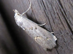 Schrankia separatalis