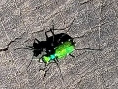 Cicindela sexguttata