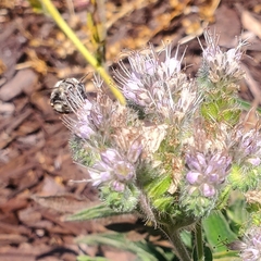 Anthophora