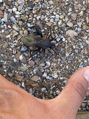 Pachylis neocalifornicus
