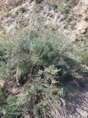 Artemisia obtusiloba subviscosa