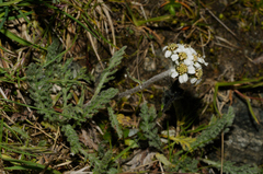 Achillea nana