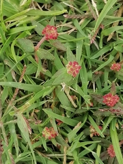 Euphorbia ophthalmica