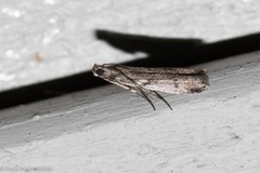 Phycitini