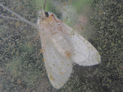 Hyphantria cunea