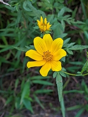 Bidens aristosa